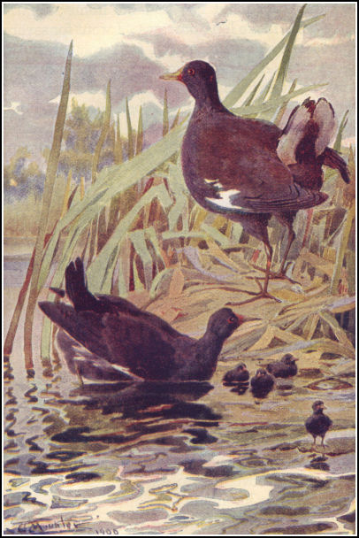 [Illustration]