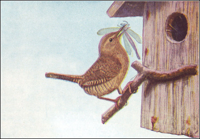 [Illustration]