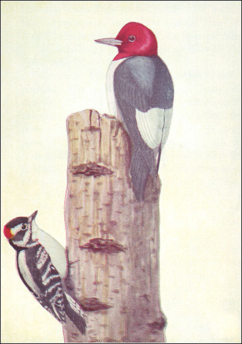 [Illustration]