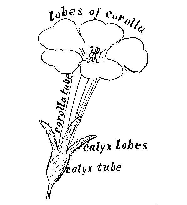 [Illustration]