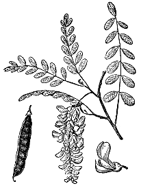 [Illustration]
