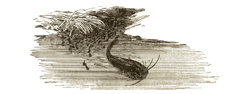 [Illustration]