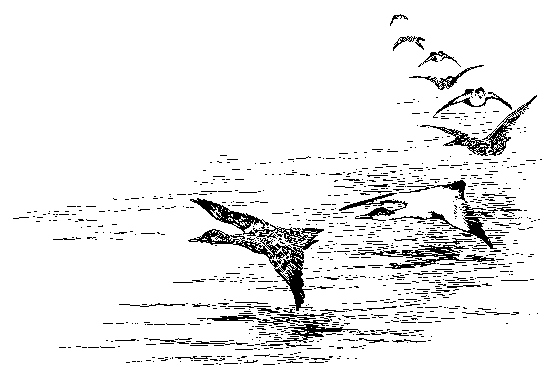 [Illustration]
