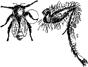 [Illustration]